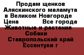 Продам щенков Аляскинского маламута в Великом Новгороде › Цена ­ 5 000 - Все города Животные и растения » Собаки   . Ставропольский край,Ессентуки г.